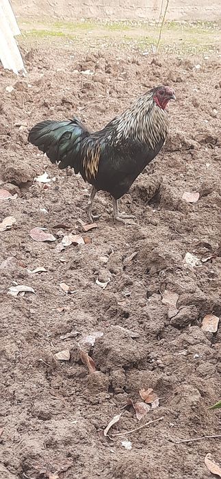 Xoroz sotiladi soglom