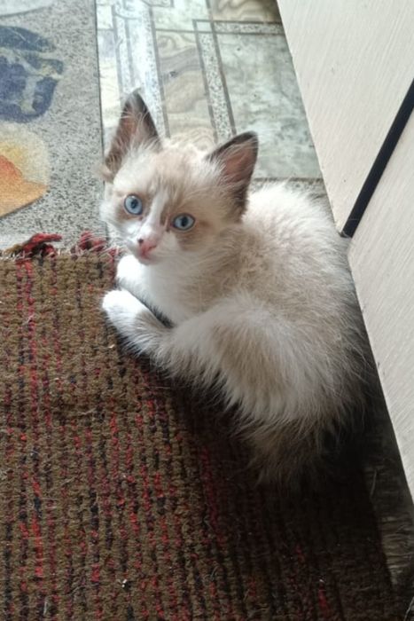 Котята  мальчики 2 месяца