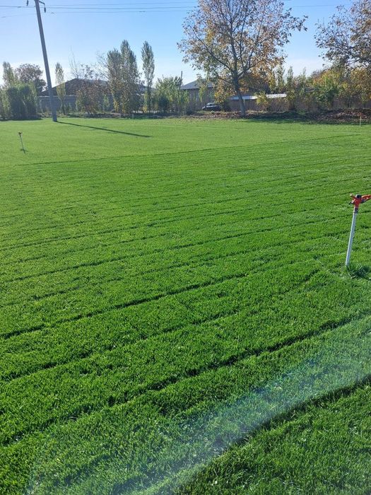 Рулонны Газон в ташкенте доставка установка за один день