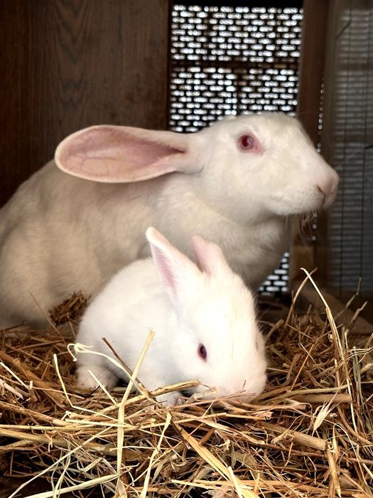 Quyon ota filamdir ona hikol bolari sotuvda 25-45 kunli