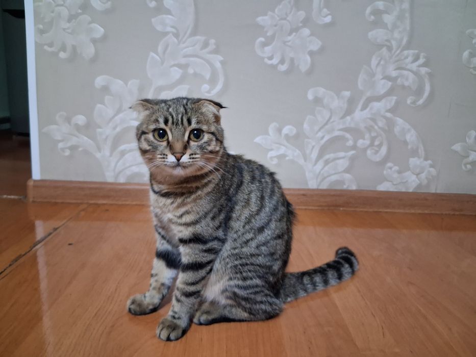 Кошка в добрые руки