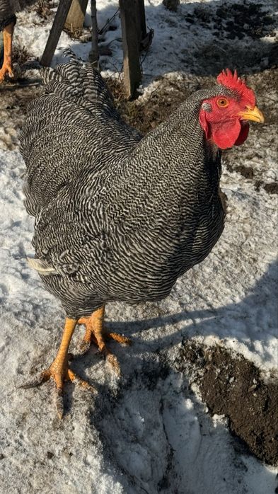 Vând cocoși de casă