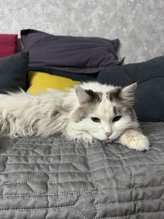 отдам в хорошие руки кошку