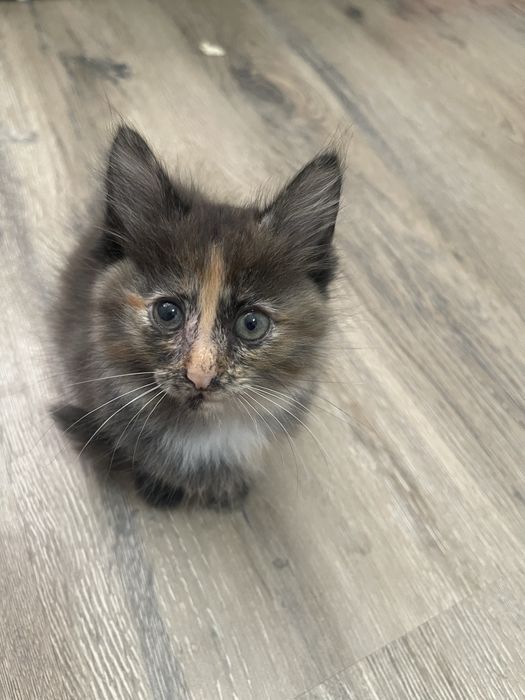 Отдам котенка в добрые руки