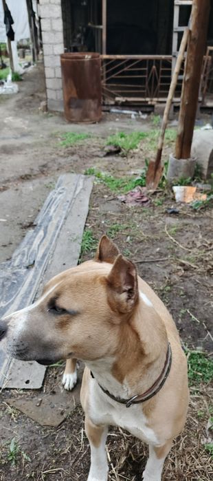 Stafer kuchuk 7 oylik toza oyin qaroq