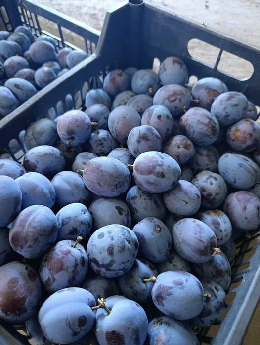 Prune de vanzare
