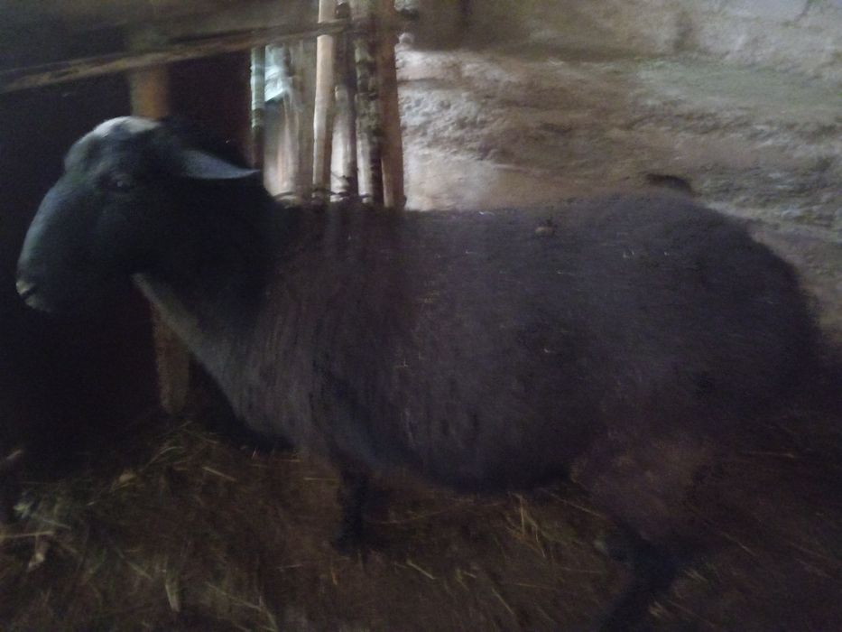 Romanov Sogliq Романов соглик кой qoy bogoz богоч 2 кат