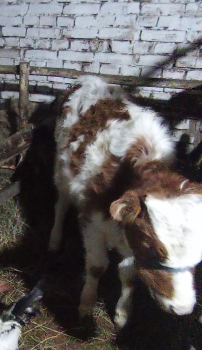 Продается 2 телочки