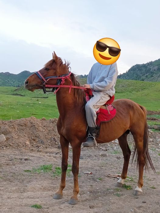 Бес жасар айғыр сатылады