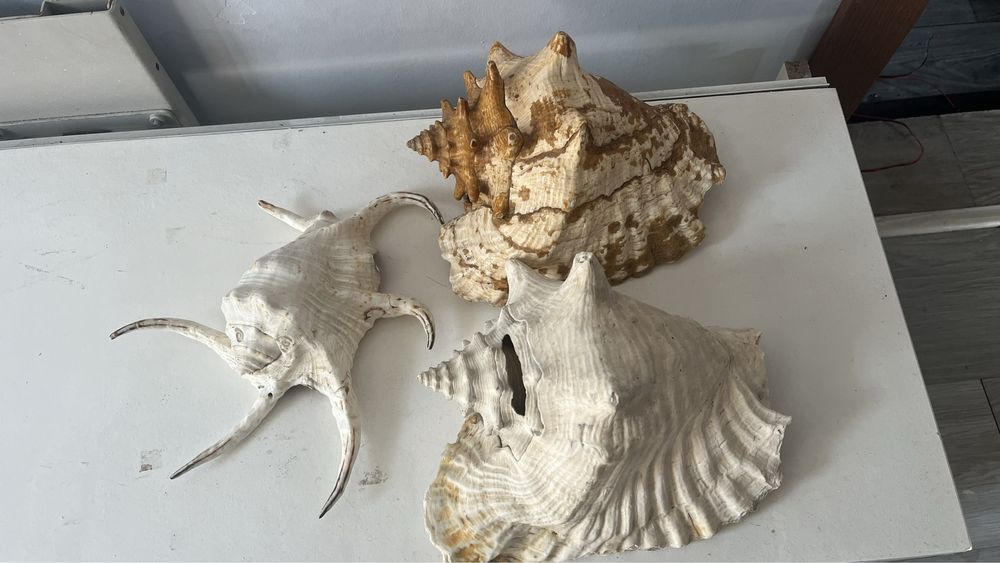 Раковини три броя