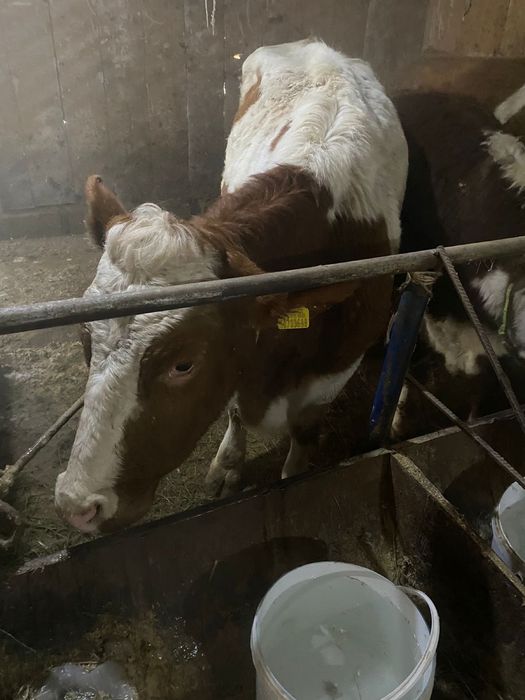 Ірі қара сатылады.