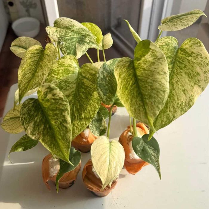 Добре вкоренена "Monstera Mint"