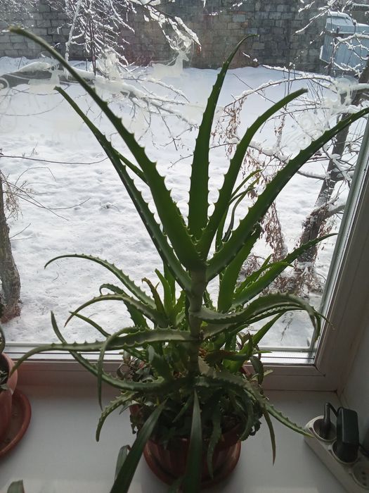 Продам алой и живое дерево.