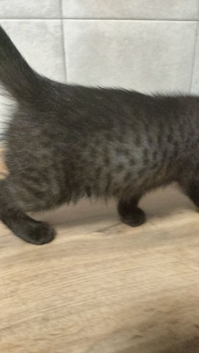 Котик в добрые руки.