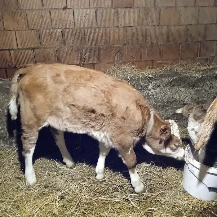 Vând vita de 5 săptămâni