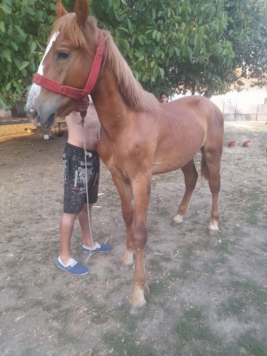 Vând mânz de 1 an și 3 luni