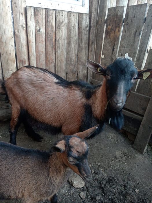 Vand tap alpin francez cu pedigree