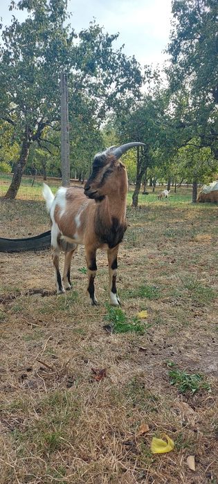 Țap Alpin francez de vanzare