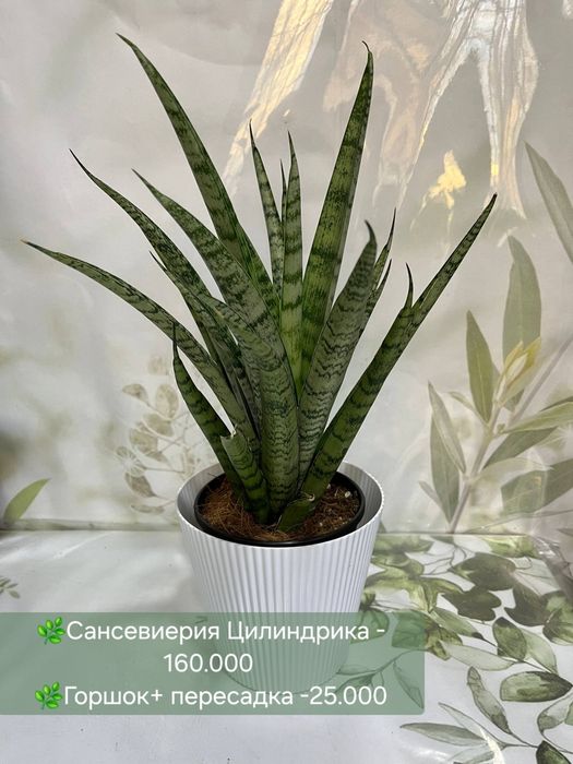 Фитонии и кактусы