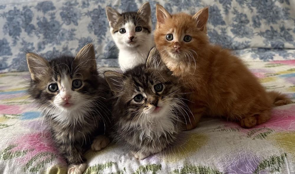 Хотел за кучета, котки, зайци, гризачи и птици