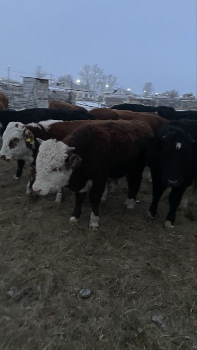 Палтошакалар потсостар сатлады