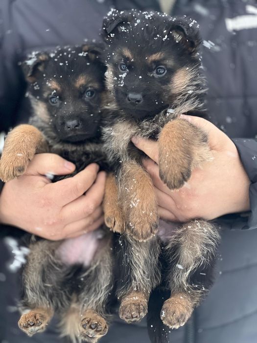 Щенки немецкой овчарки