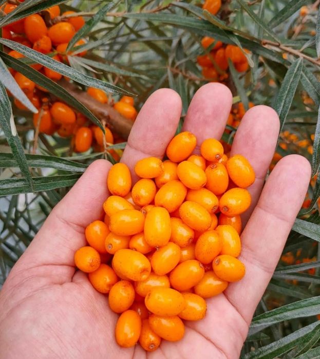 Облепиха полезная.