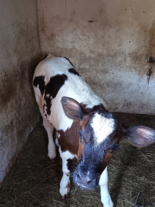 Vită Belgian Blue – vițea tânără