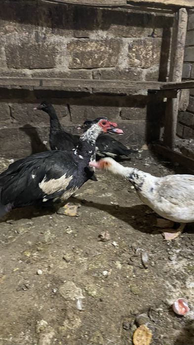 Индоутка сатамын