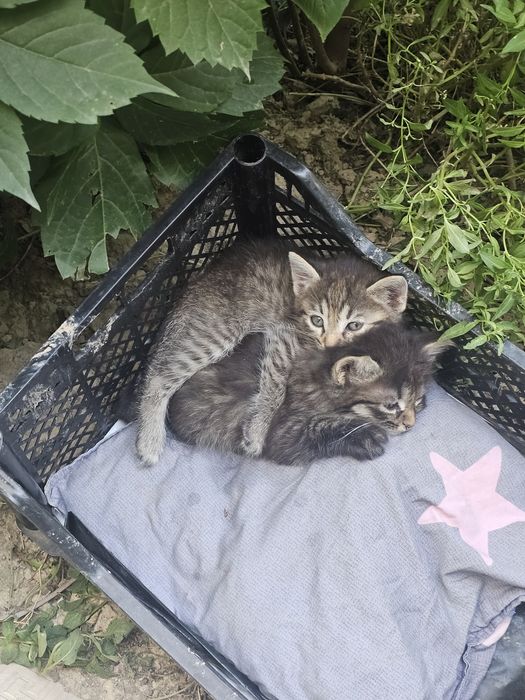 Mushuk bolalari xadiyaga beriladi