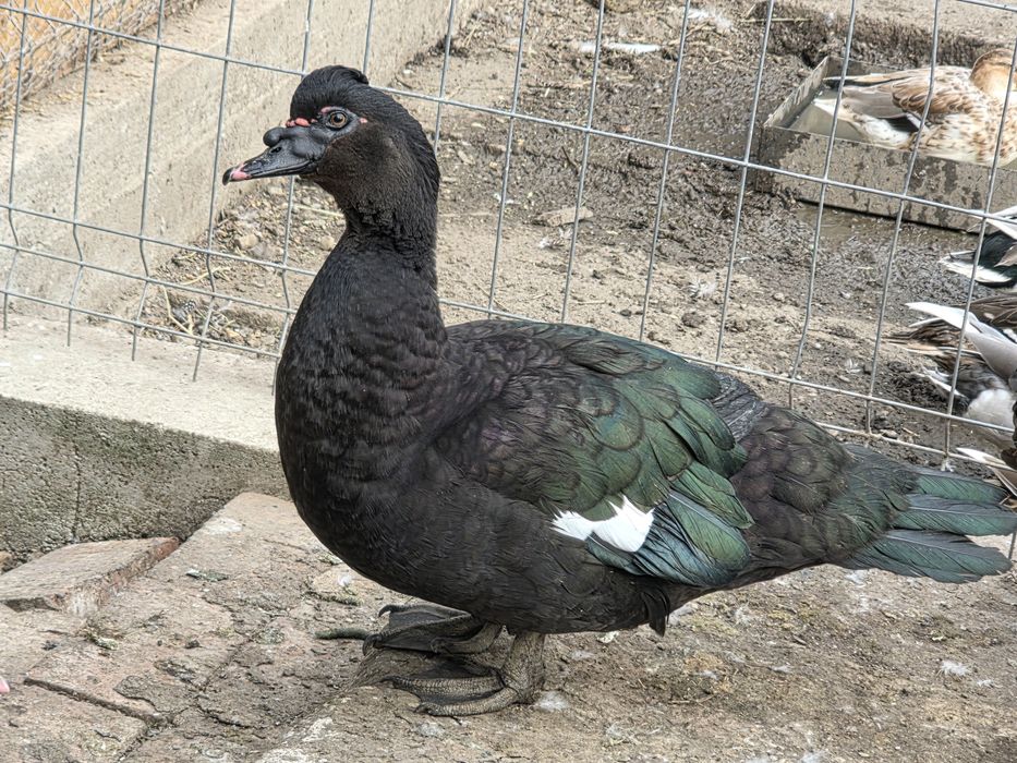 Rățoi leșesc sălbatic