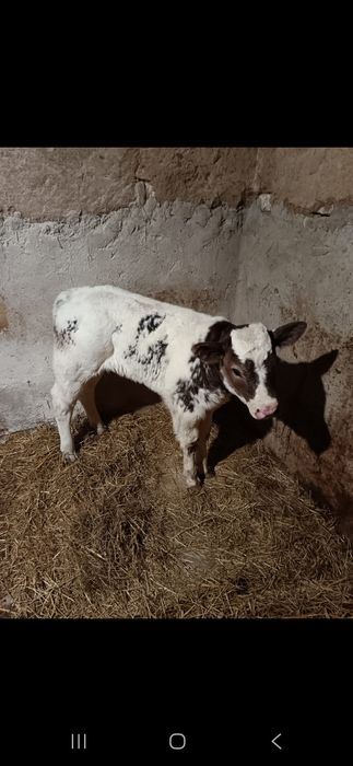 Vând vitea belgiana