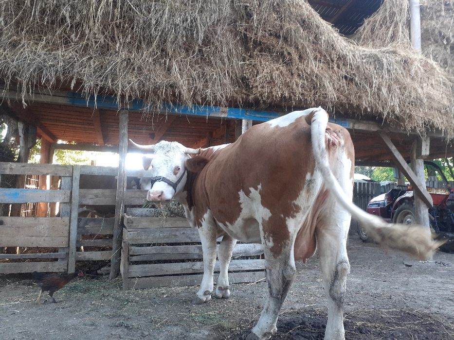 Vând vaca bălțată romaneasca