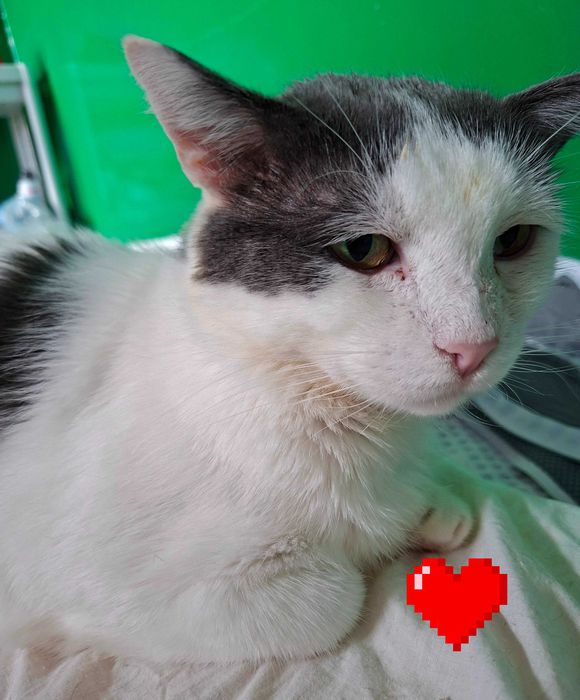Adoptie cuplu de pisica cauta curte, se aduc in tara