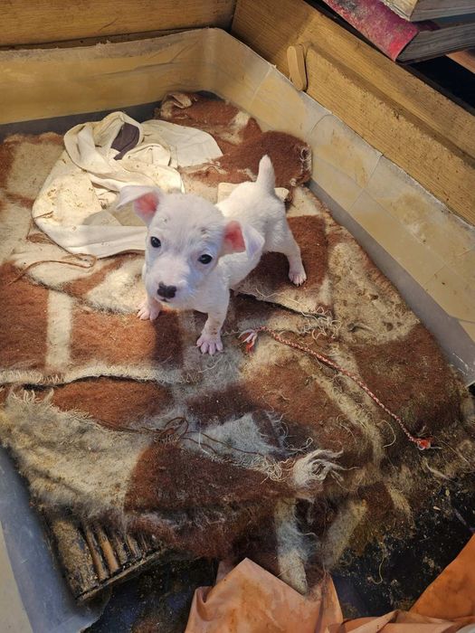 Джак Ръсел бебета