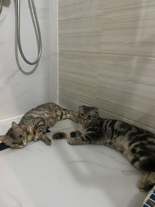 Кошки висловухи и бингалский