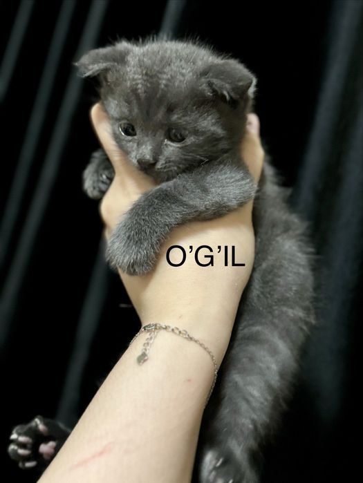 1 oylik Mushuklar arzon narxda 600.000ming