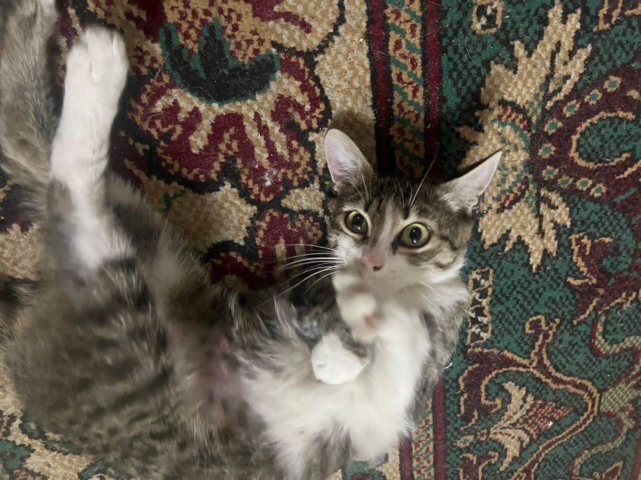 Отдам котенка 11 месяцев