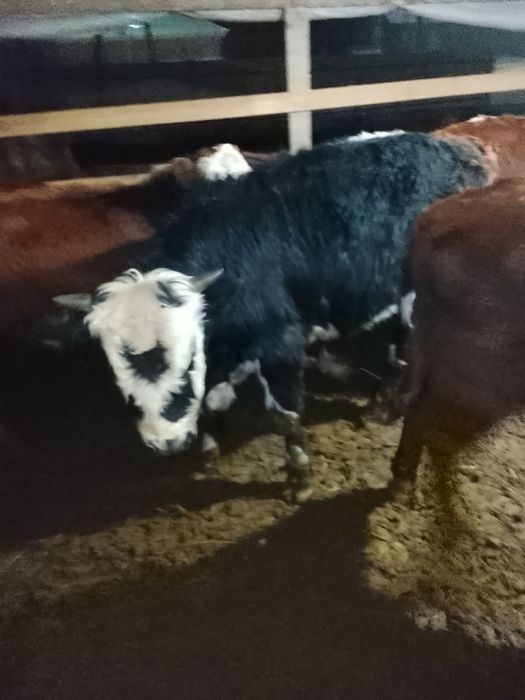 Продаются быки .