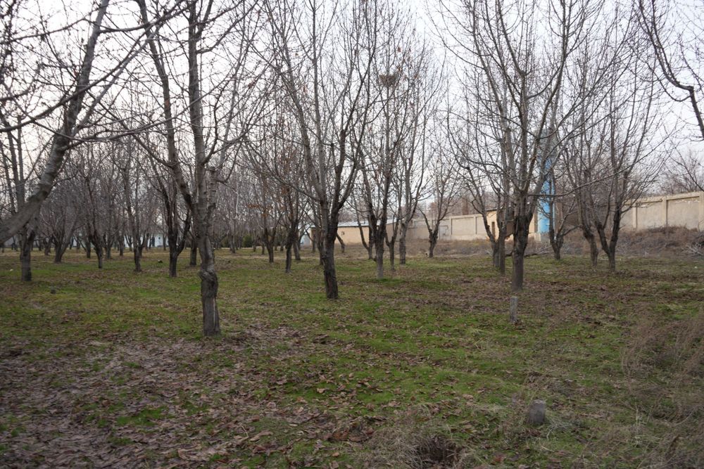 Дача с бассейном и фермой в городе Нуравшон (бывшая Тойтепа)