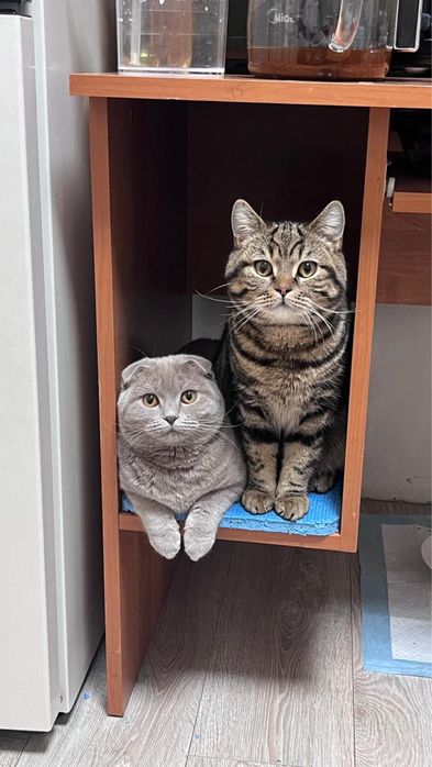 Породистые котята