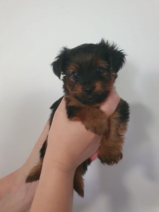Yorkshire Terrier talie mica