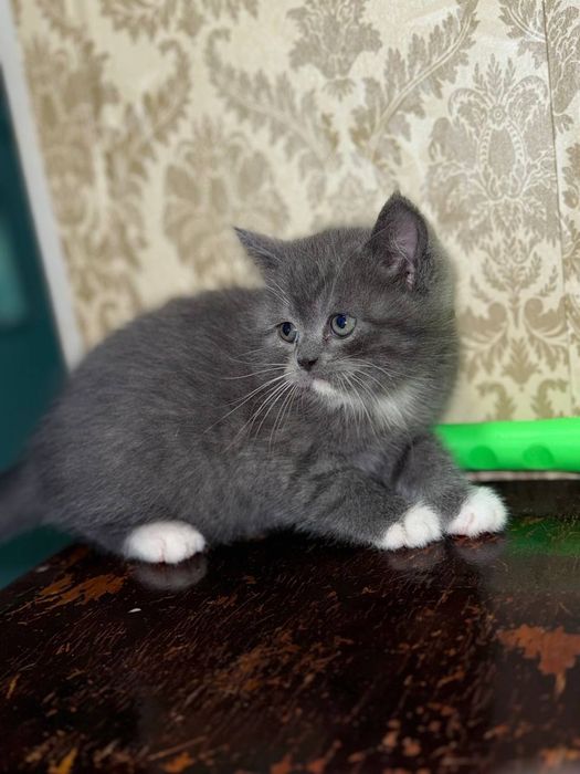 Красивые котята от чистой вязки