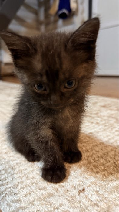 Котенок бесплатно