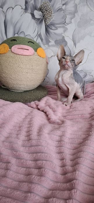 Милая малышка донского сфинкса