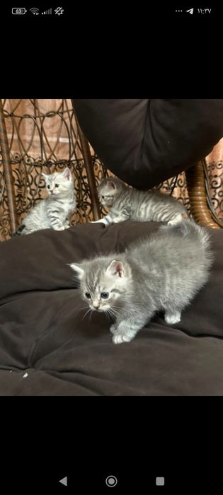 Котята шотландские девочки и мальчики