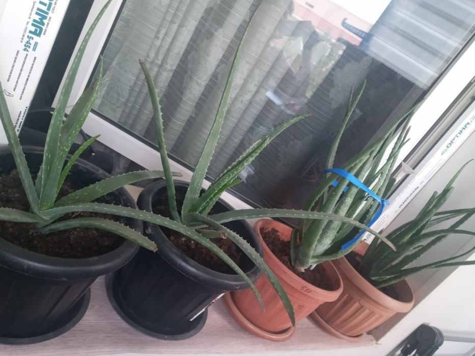 Растения домашние