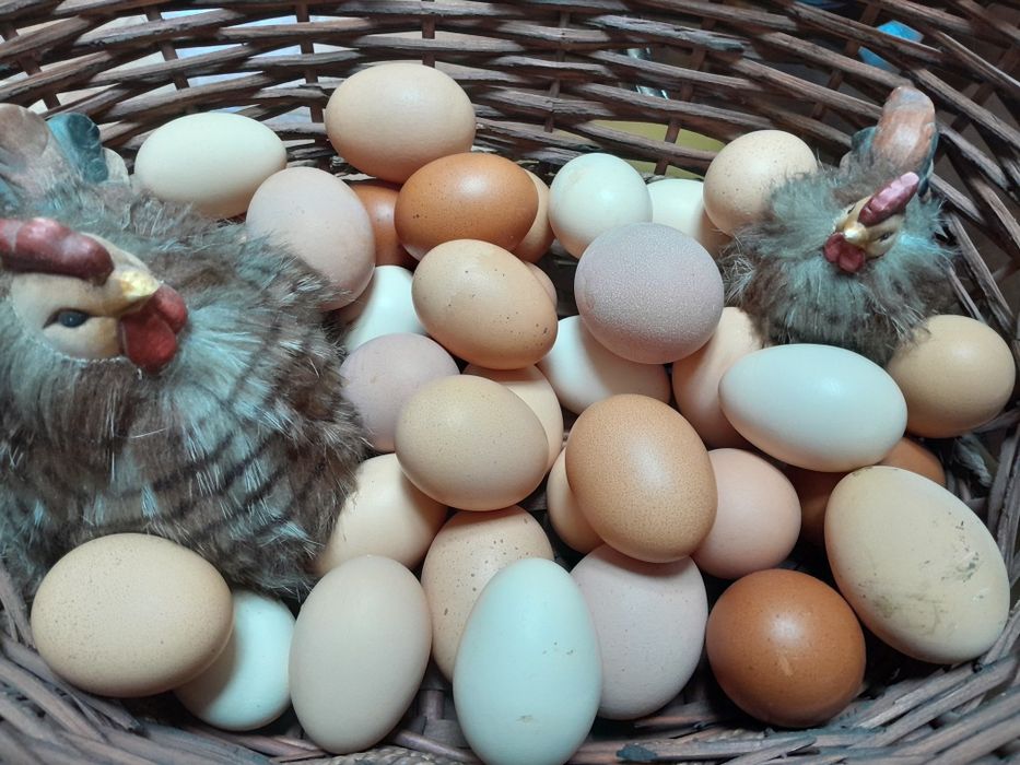 Яйца куринные  домашние