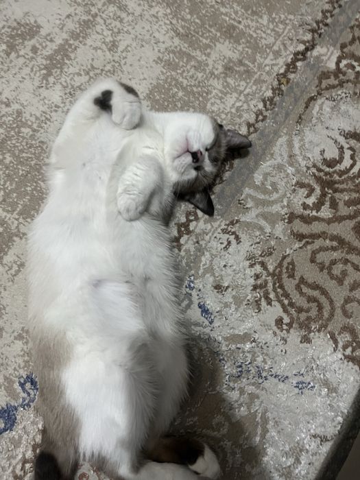 Котенок в добрые руки