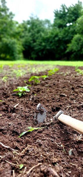 Най-лютата чушка в света – Carolina Reaper